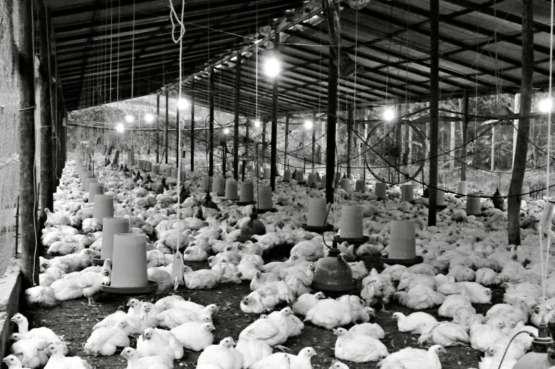 From Coop to Wall Street: The Poultry Farmer Who Cracked the Code on Modern Investing