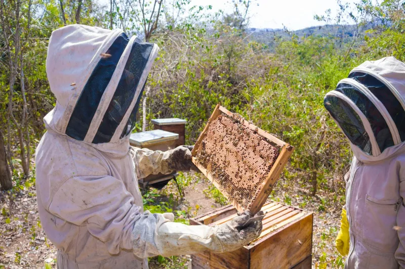 The Honey Farmer's Daughter Who Made the IRS Tremble