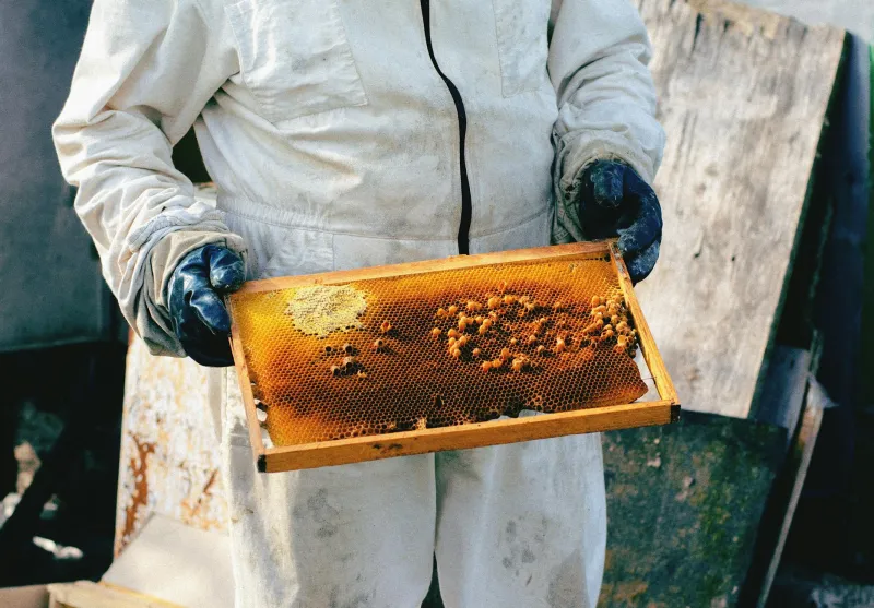 Honey, Handshakes, and the Franchise Formula: The Appalachian Beekeeper Who Invented Modern Business Without Knowing It